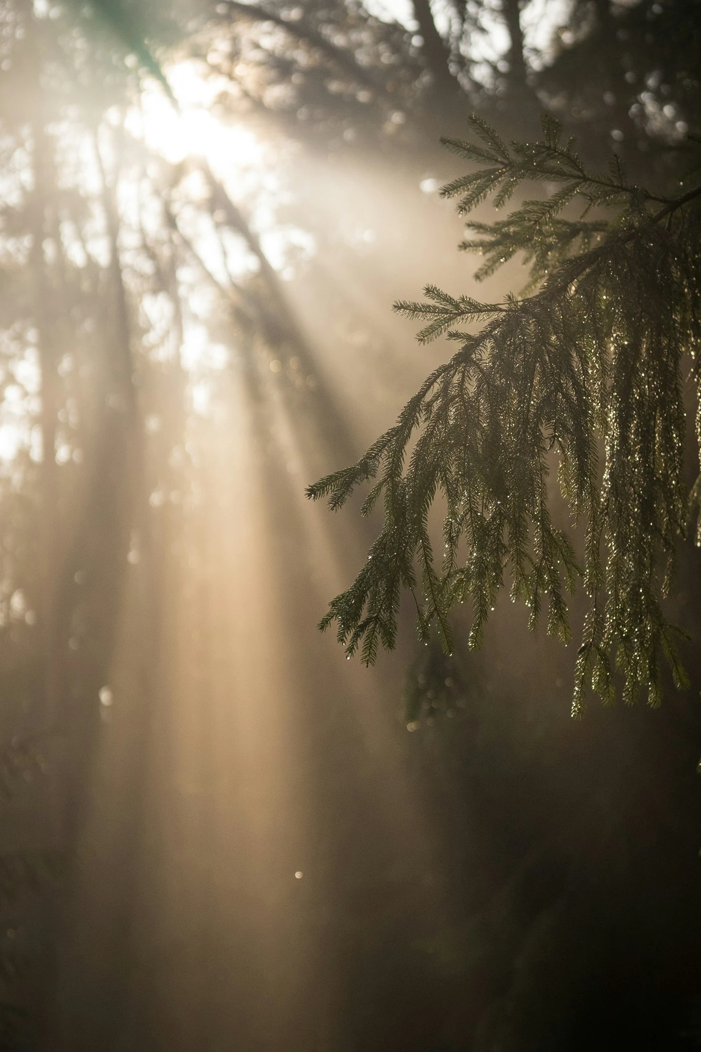 Editorial photograph of sunlight through evergreen branches